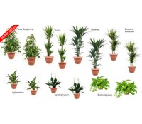 Pachet plante gold (14 plante decorative in ghivece Hobby)